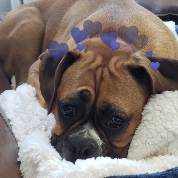 Meet your Posher, Ariana - Picture 4 of 7